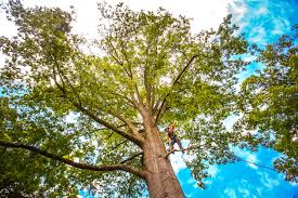 Mulching Services in Palm Beach Gardens, FL