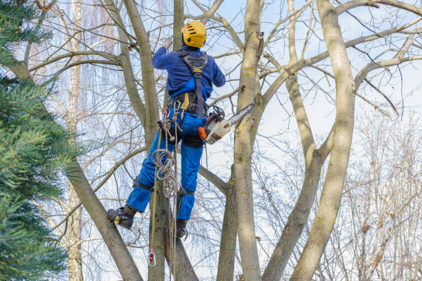 Trusted Palm Beach Gardens, FL Tree Removal Experts