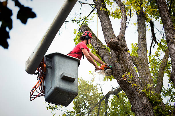 Leaf Removal in Palm Beach Gardens, FL